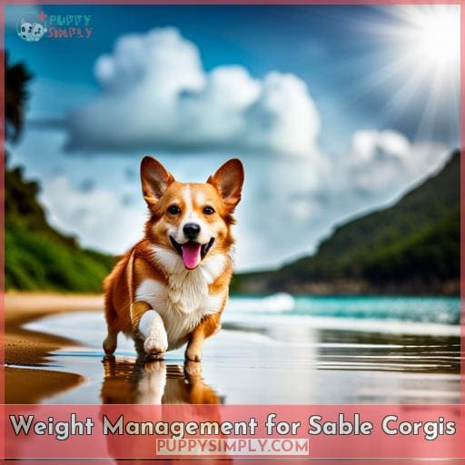 Weight Management for Sable Corgis