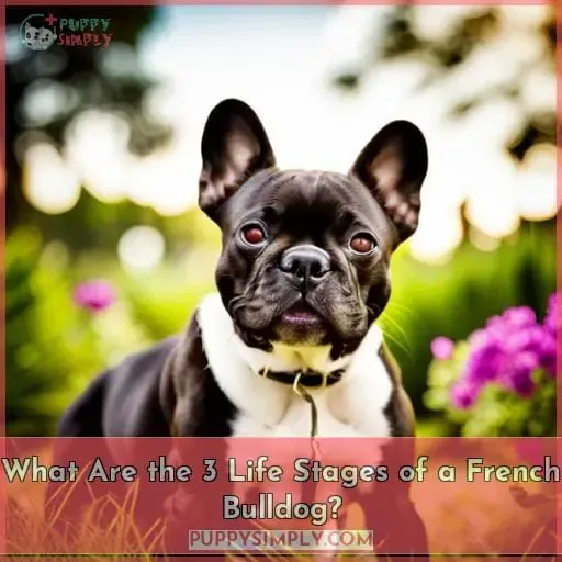 What Are the 3 Life Stages of a French Bulldog