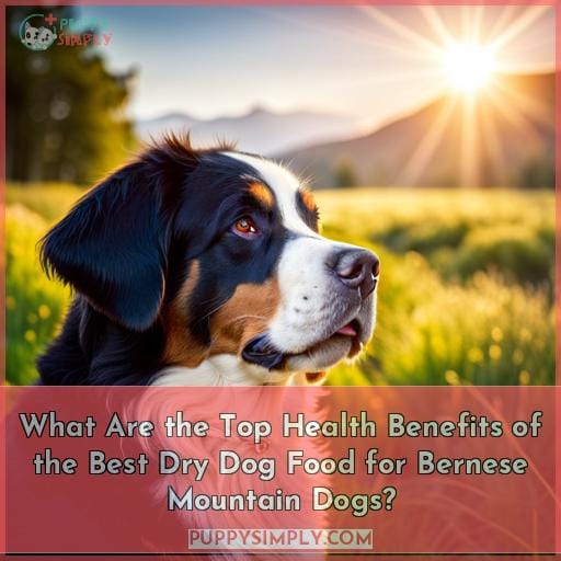 What Are the Top Health Benefits of the Best Dry Dog Food for Bernese Mountain Dogs
