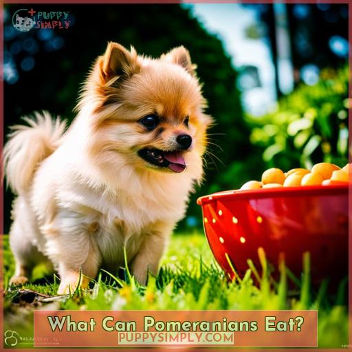 What Can Pomeranians Eat