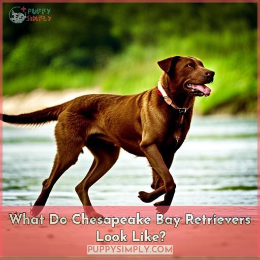 What Do Chesapeake Bay Retrievers Look Like