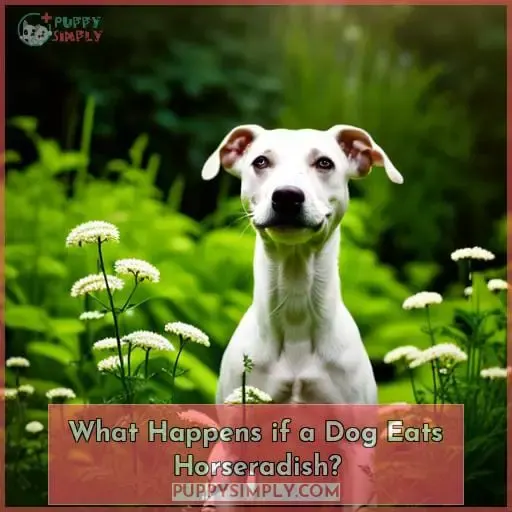 What Happens if a Dog Eats Horseradish