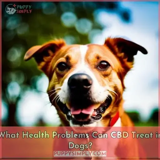 What Health Problems Can CBD Treat in Dogs