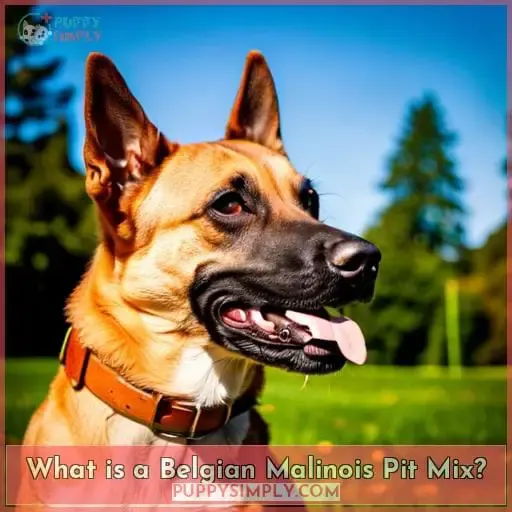 What is a Belgian Malinois Pit Mix