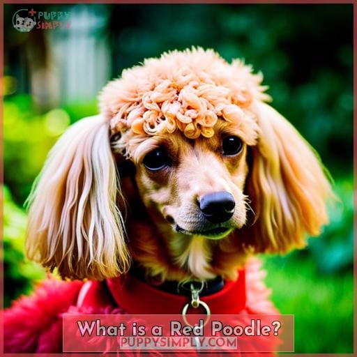 What is a Red Poodle