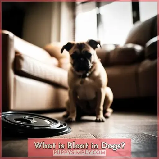 What is Bloat in Dogs