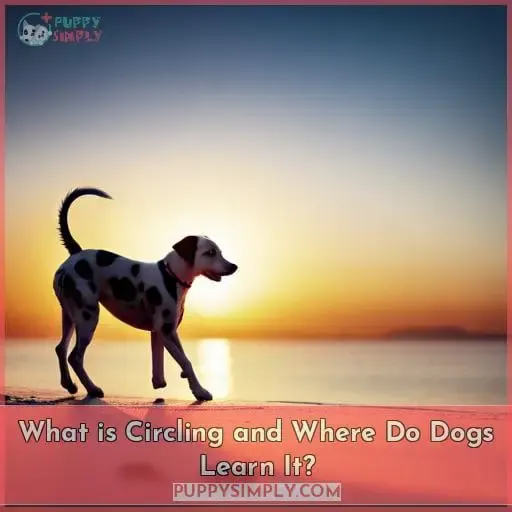 What is Circling and Where Do Dogs Learn It