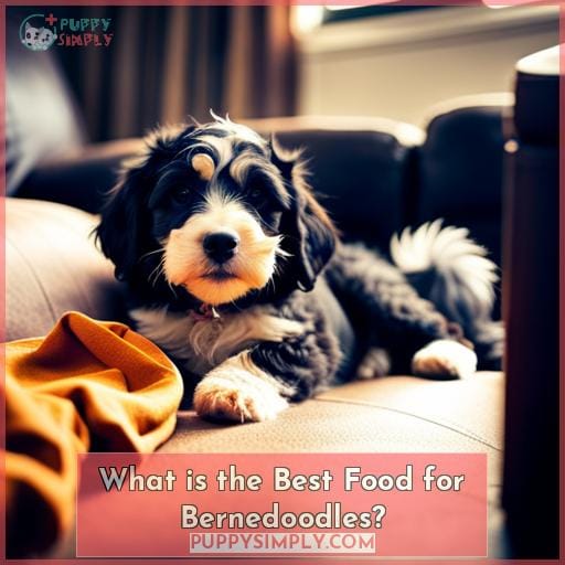 What is the Best Food for Bernedoodles