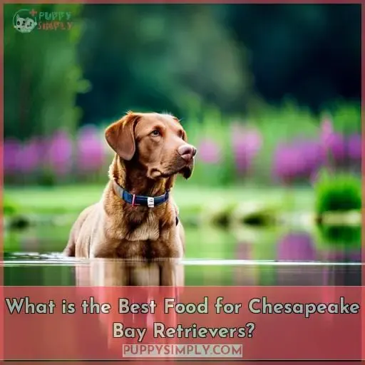 What is the Best Food for Chesapeake Bay Retrievers