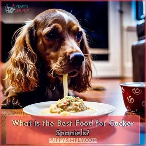 What is the Best Food for Cocker Spaniels