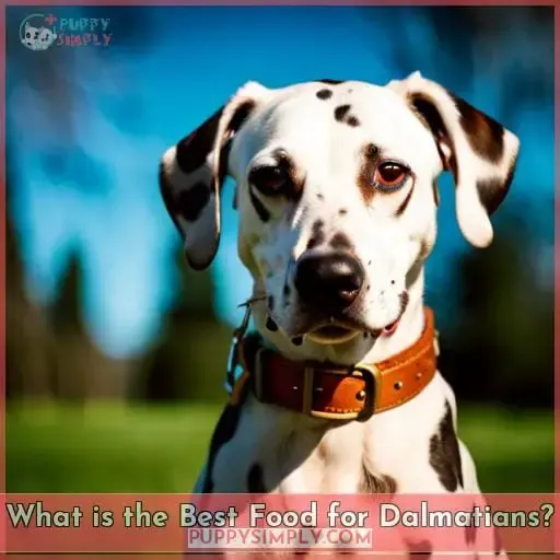 What is the Best Food for Dalmatians