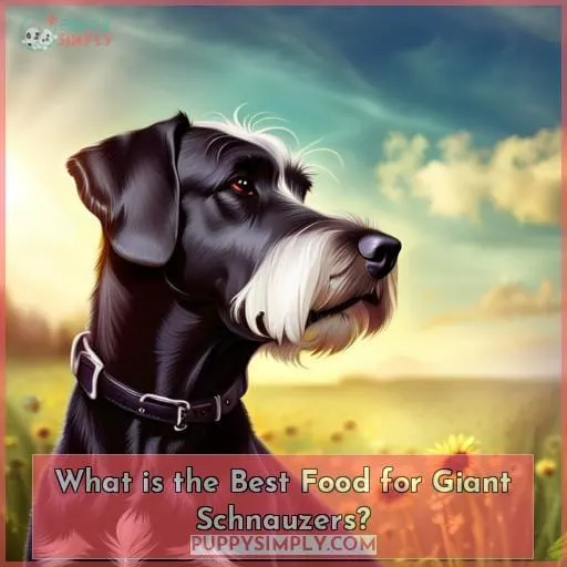 What is the Best Food for Giant Schnauzers