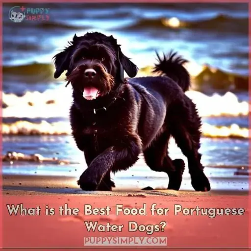 What is the Best Food for Portuguese Water Dogs