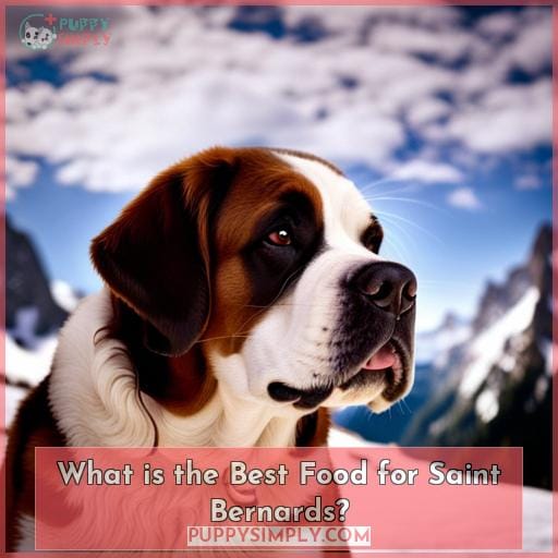What is the Best Food for Saint Bernards