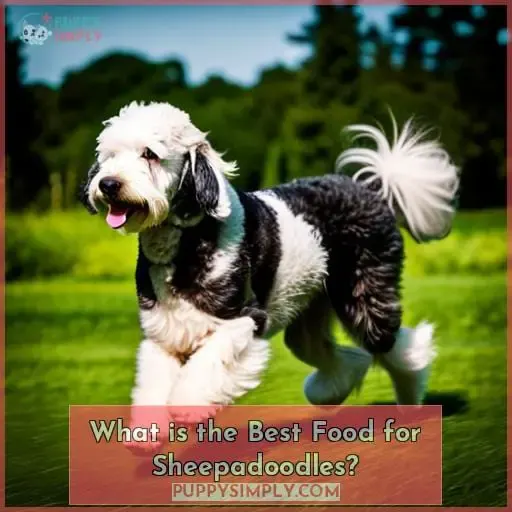 What is the Best Food for Sheepadoodles