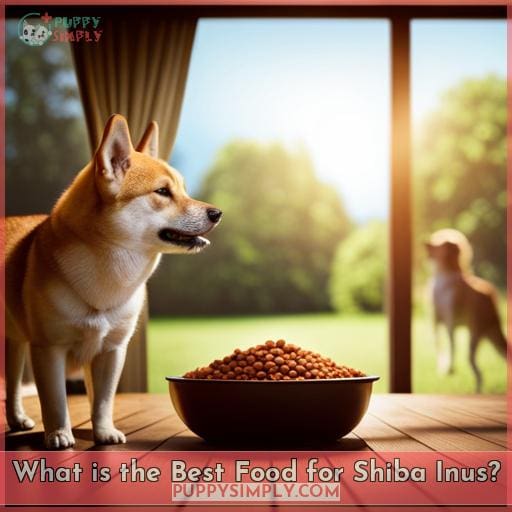 What is the Best Food for Shiba Inus