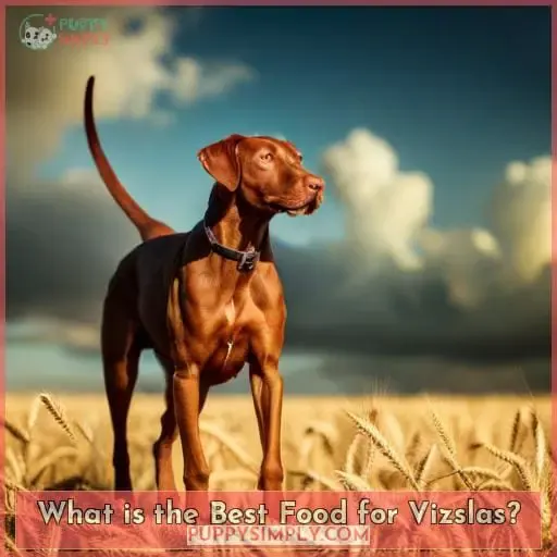 What is the Best Food for Vizslas