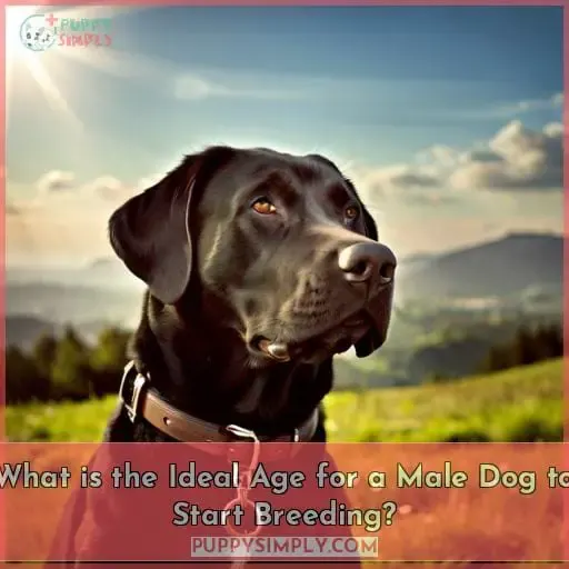 What is the Ideal Age for a Male Dog to Start Breeding