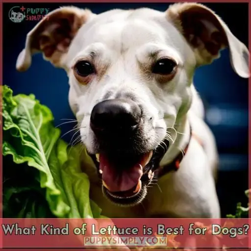 What Kind of Lettuce is Best for Dogs