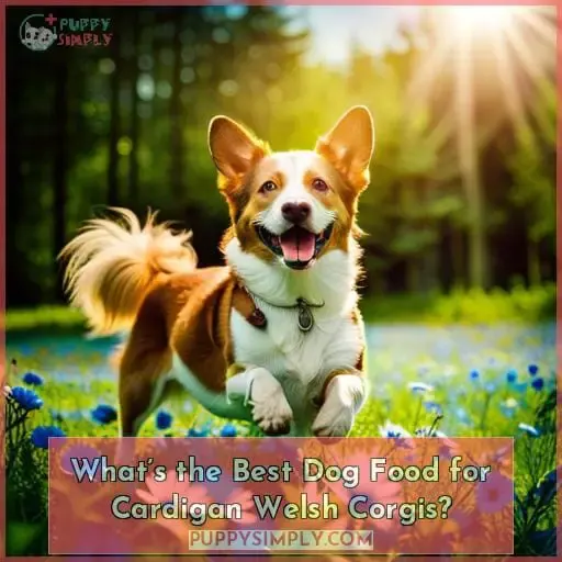 What’s the Best Dog Food for Cardigan Welsh Corgis