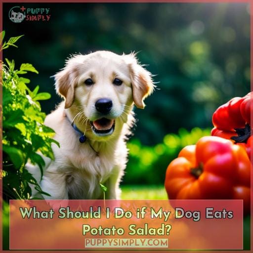 What Should I Do if My Dog Eats Potato Salad