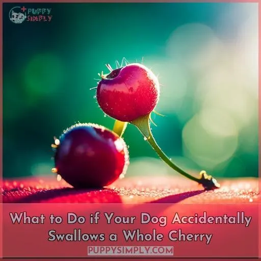 What to Do if Your Dog Accidentally Swallows a Whole Cherry