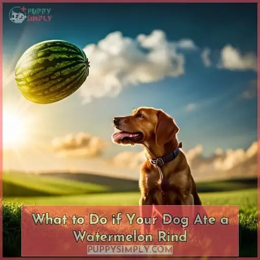 What to Do if Your Dog Ate a Watermelon Rind