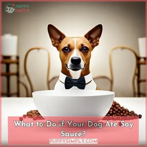 What to Do if Your Dog Ate Soy Sauce