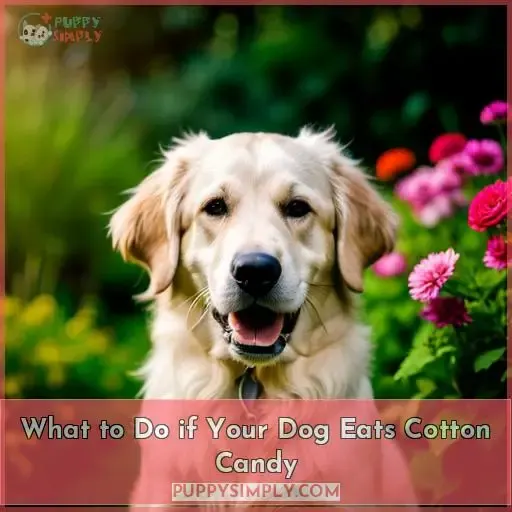 What to Do if Your Dog Eats Cotton Candy