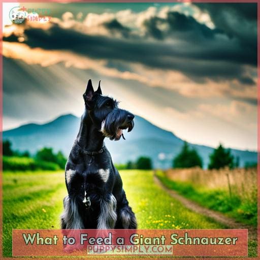 What to Feed a Giant Schnauzer