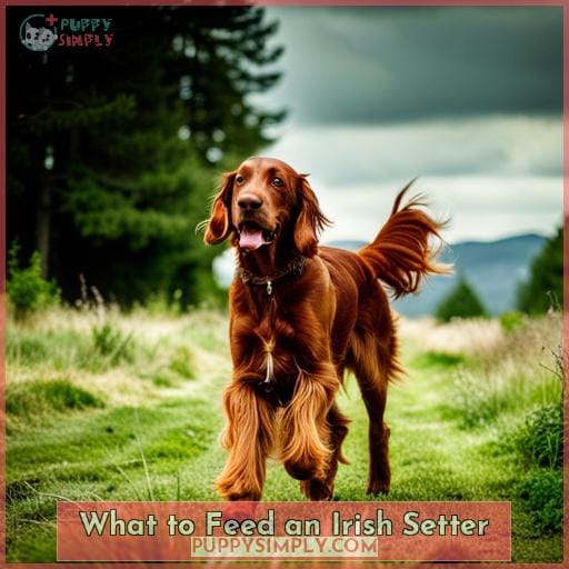 What to Feed an Irish Setter