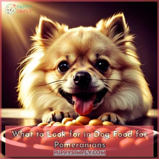 What to Look for in Dog Food for Pomeranians