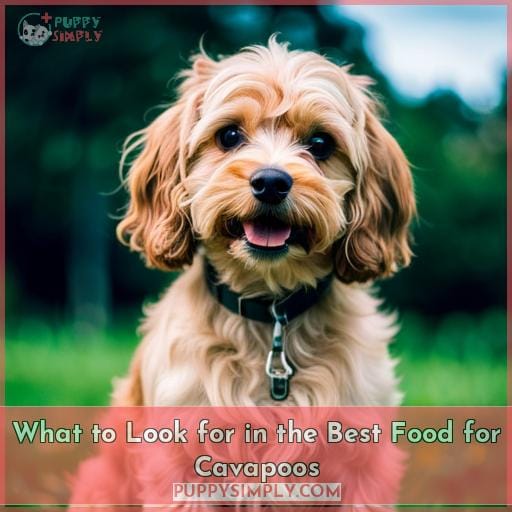What to Look for in the Best Food for Cavapoos