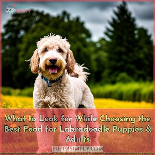 What to Look for While Choosing the Best Food for Labradoodle Puppies & Adults