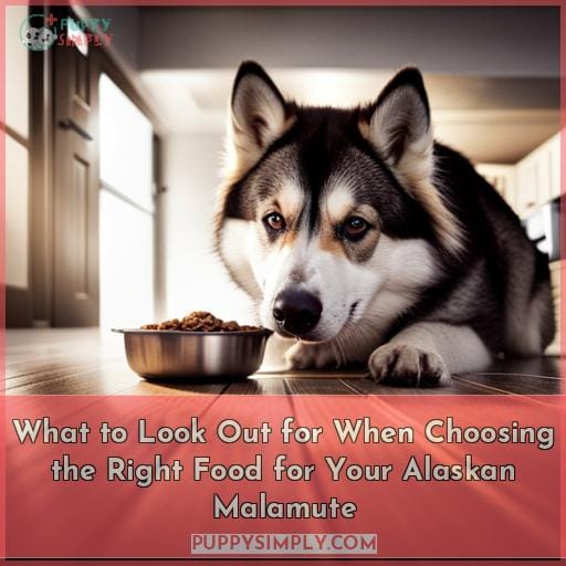 What to Look Out for When Choosing the Right Food for Your Alaskan Malamute
