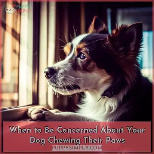 When to Be Concerned About Your Dog Chewing Their Paws