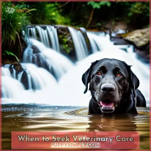 When to Seek Veterinary Care