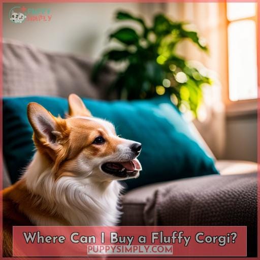 Where Can I Buy a Fluffy Corgi
