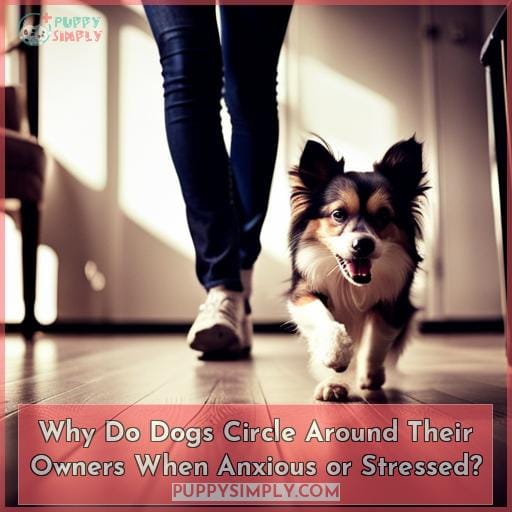 Why Do Dogs Circle Around Their Owners When Anxious or Stressed