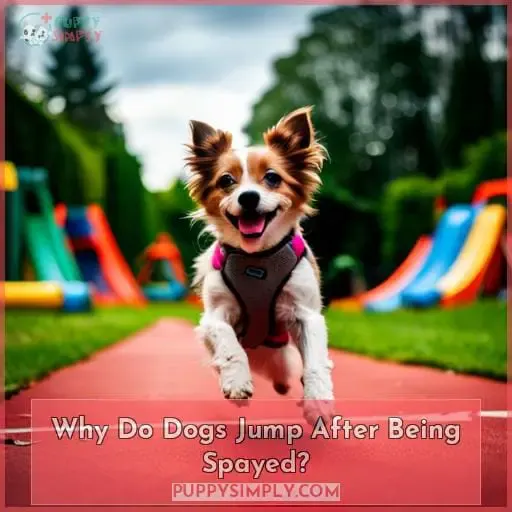 Why Do Dogs Jump After Being Spayed