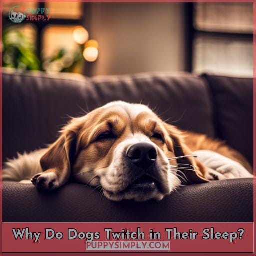 Why Do Dogs Twitch in Their Sleep