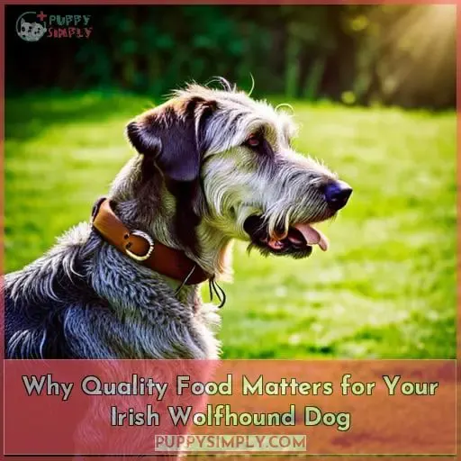 Why Quality Food Matters for Your Irish Wolfhound Dog