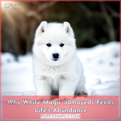 Why White Magic Samoyeds Feeds Life
