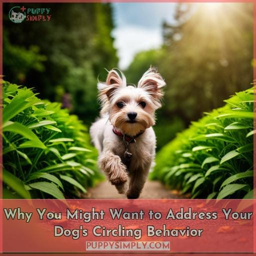 Why You Might Want to Address Your Dog
