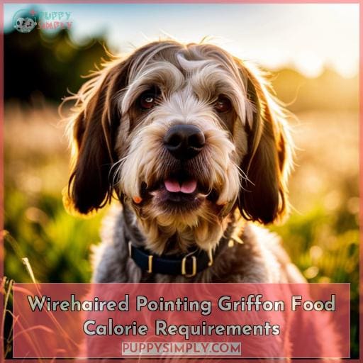 Wirehaired Pointing Griffon Food Calorie Requirements