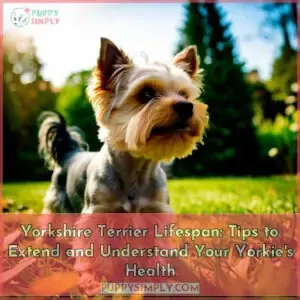 yorkshire terrier lifespan