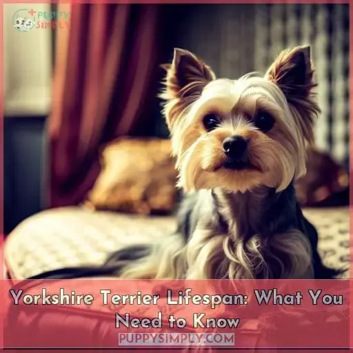 Yorkshire Terrier Lifespan: What You Need to Know