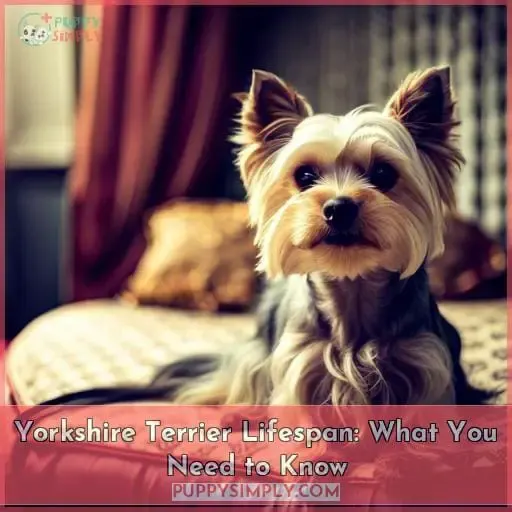 Yorkshire Terrier Lifespan Tips to Extend and Understand Your Yorkie's Health