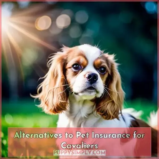 Alternatives to Pet Insurance for Cavaliers