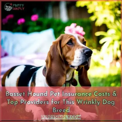 basset hound pet insurance